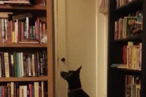 Trixie waits
