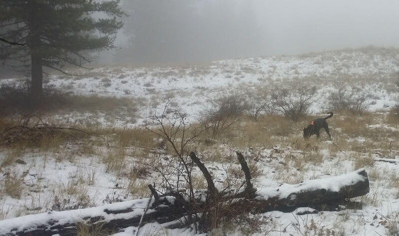 Trixie in the Snow at Ship Fire